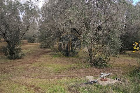 Tomt i Martano, Lecce, Martano - € 55 000 | Ref: TR002 - foto 18